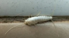 Како да се ослободите од скали во станот